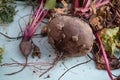 Grown beets just pulled out of the furrows in the garden Royalty Free Stock Photo