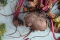 Grown beets just pulled out of the furrows in the garden Royalty Free Stock Photo