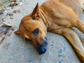 Grown brown asian street dog lying on the street and looking. Asian street dogs