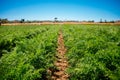 Carrots field near Ispica Sicily Royalty Free Stock Photo