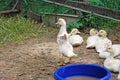 Grown Chicks Muscovy ducks in the poultry farm.