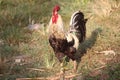 A grown cock with all it& x27;s beautiful feathers in the back, walks slowly on ground looking for insects, grains and food if any