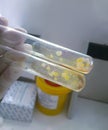 Grown colonies of staphylococcus in test tube after a positive reaction to cytochrome oxidase