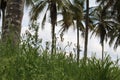 Grown finger millet in front of a coconut field in india in a remote village region. This is widely used south indian food
