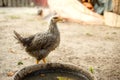 Grown free range chicken on a farm