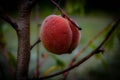 Sweet and tasty peach ripped and ready to pick and eat