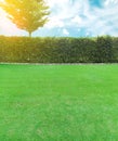 Grown tree with brick wall and lawn field with burst light Royalty Free Stock Photo