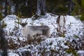 Reindeer / Rangifer tarandus in winter forest Royalty Free Stock Photo