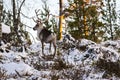 Reindeer / Rangifer tarandus in winter forest Royalty Free Stock Photo