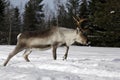 Reindeer / Rangifer tarandus in winter