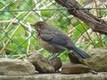 Grown-up juvenile common blackbird Turdus merula sitting on a stone in the garden Royalty Free Stock Photo