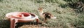 Grown up little duckling musk or indo duck on farm on grass and drinking bowl. breeding of poultry in small scale domestic farming Royalty Free Stock Photo