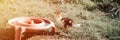 Grown up little duckling musk or indo duck on farm grass and drinking bowl. breeding of poultry in small scale domestic farming. a Royalty Free Stock Photo