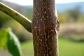 It grows fast, the tree is conspicuous by its leaves, flowers, but also its fruits. Large oval to cordate leaves. The thimble flow