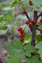 Red currant, ordinary, garden. Small deciduous shrub family Grossulariaceae Royalty Free Stock Photo