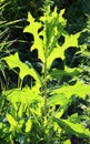 It grows in nature Lactuca serriola Royalty Free Stock Photo
