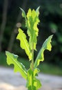 It grows in nature Lactuca serriola Royalty Free Stock Photo