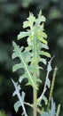 It grows in nature Lactuca serriola Royalty Free Stock Photo