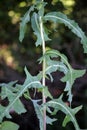 It grows in nature Lactuca serriola Royalty Free Stock Photo