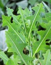 It grows in nature Lactuca serriola Royalty Free Stock Photo