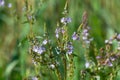 Austrian Speedwell. Summer.