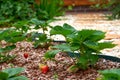 Grows and ripens strawberries. Strawberries ripening in a garden. Strawberry branch with ripening and growing strawberries.