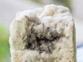 Growth of aspergillosis Aspergillus flavus on bread surface, close up. Black mold macro