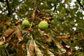 Conkers on a tree in Hertfordshire. Royalty Free Stock Photo