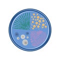 Bacterium growth in 4 species of bacteria colonies, vector