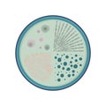 4 bacteria colonies growth, vector