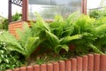 Growth of fern