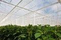 Growth of bell pepper plants inside a greenhouse Royalty Free Stock Photo
