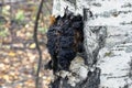 Growth on the birch - medicinal mushroom chaga. Royalty Free Stock Photo
