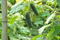 The growth and blooming of greenhouse cucumbers. the Bush cucumbers on the trellis. Cucumbers vertical planting. Growing