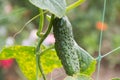 The growth and blooming of greenhouse cucumbers. the Bush cucumbers on the trellis. Cucumbers vertical planting. Growing