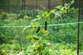 The growth and blooming of greenhouse cucumbers. the Bush cucumbers on the trellis. Cucumbers vertical planting. Growing Royalty Free Stock Photo