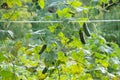 The growth and blooming of greenhouse cucumbers. the Bush cucumbers on the trellis. Cucumbers vertical planting. Growing organic f Royalty Free Stock Photo