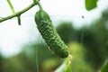 The growth and blooming of greenhouse cucumbers. the Bush cucumbers on the trellis. Cucumbers vertical planting. Growing organic f Royalty Free Stock Photo