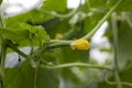 The growth and blooming of greenhouse cucumbers. the Bush cucumbers on the trellis. Cucumbers vertical planting. Growing organic f Royalty Free Stock Photo