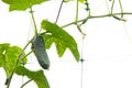 The growth and blooming of greenhouse cucumbers. the Bush cucumbers on the trellis isolated on white. Cucumbers vertical planting.