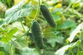 The growth and blooming of greenhouse cucumbers. the Bush cucumbers on the trellis. Cucumbers vertical planting. Growing