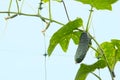 The growth and blooming of greenhouse cucumbers. the Bush cucumbers on the trellis. Cucumbers vertical planting. Growing