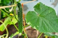 The growth and blooming of greenhouse cucumbers. Cucumbers vertical planting. Growing organic food. Cucumbers harvest Royalty Free Stock Photo