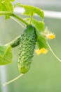 The growth and blooming of greenhouse cucumbers
