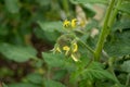 The growth and blooming of greenhouse cucumbers. Cucumbers vertical planting. Growing organic food