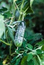 The growth and blooming of greenhouse cucumbers, vertical planting. Growing organic food. Cucumbers harvest