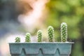 The growth of cactus in old green pots