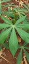 Growth of cassava leaves in the yard of the house Royalty Free Stock Photo