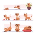 Growth cat. Kitten playing pets stages growing domestic animal exact vector cartoon characters