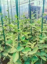 Genetically modified soybeans in growth chamber